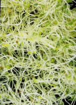 germes de plantes et enzymes alimentaires