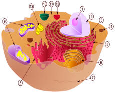 cellule et mitochondries