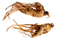 racine de ginseng