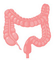 intestin et colon
