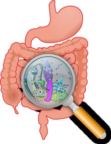 bacterie et flore intestinale