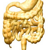 intestin grele et colon