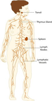 circulation de la lymphe