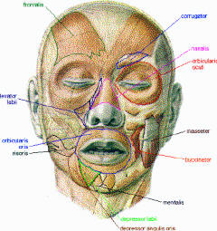 muscles peauciers faciaux