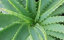 aloe vera