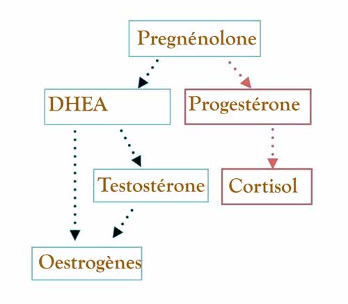hormones stéroides