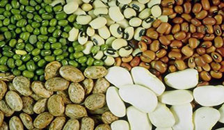 B3_haricots des haricots