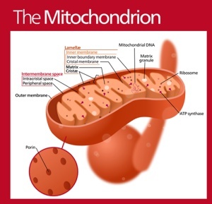 Mitochondrie