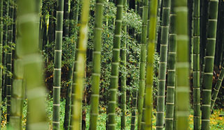 On trouve du silicium dans le bambou