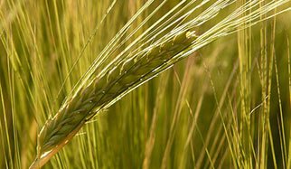 ble grains de blé