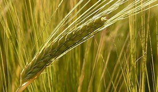 grains de blÃ©