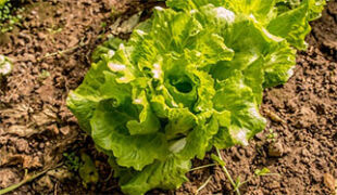 salade verte