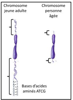 ADN et chromosomes raccourcis