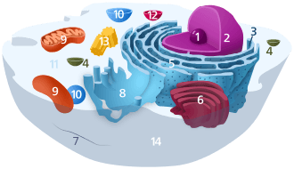 Cellule et mitochondries
