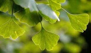 feuilles de gingko biloba