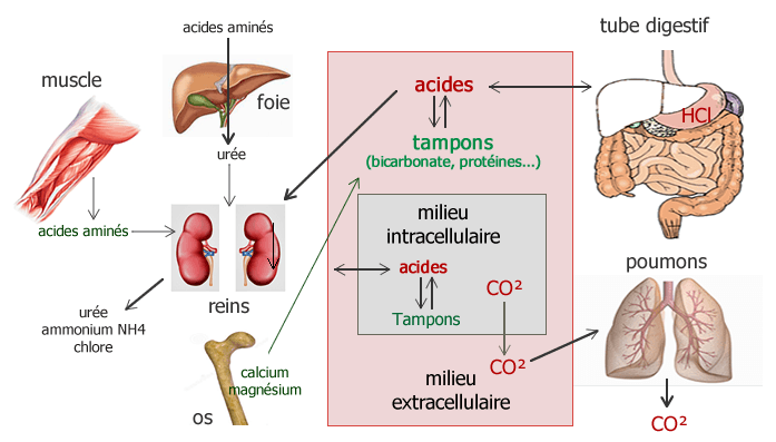 regulation de l'équilibre acido-basique