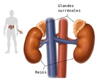 glandes surrénales