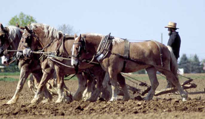 amish au labour avec des chevaux