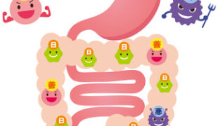 bactéries dans le colon