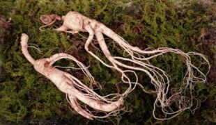 racines de ginseng