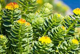 plante rhodiola