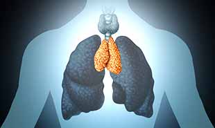 thymus, organe de l'immunité