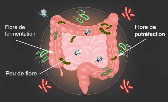 Microbiote dans colon et intestin grêle