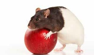 Souris en forme