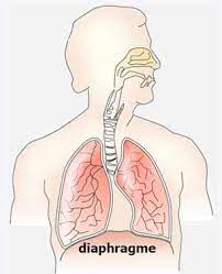 poumons et diaphragme