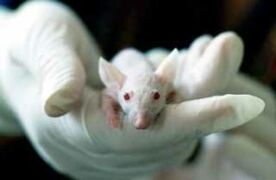 Souris de laboratoire