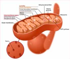 coupe de mitochondrie