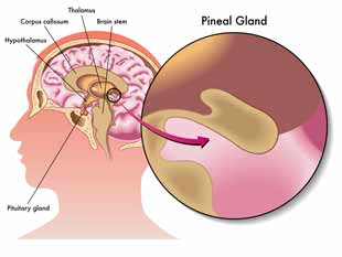 glande pineale et melatonine