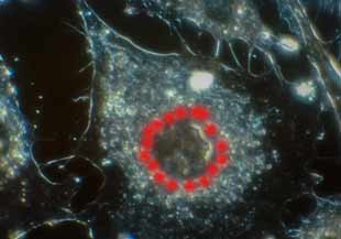 Noyau de cellule entouré de proteines