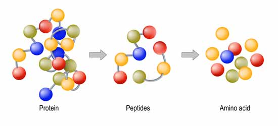 proteine, peptides et acides amines