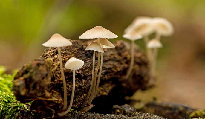 champignons magiques psylocybine