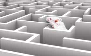 souris dans un labirynthe