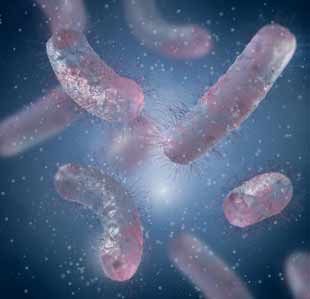 supercomplexe de mitochondres